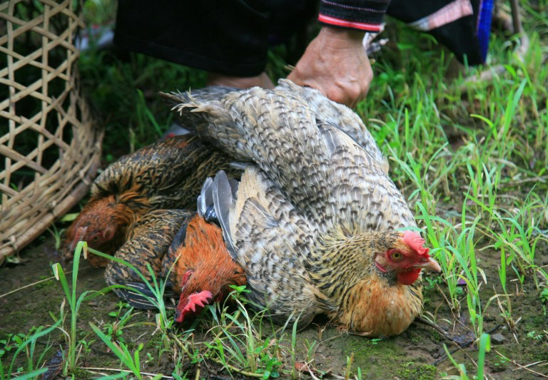 The Other Tet: Ha Nhi Rainy Season Festival