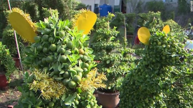 rat shaped bonsai popular in vietnam ahead of tet