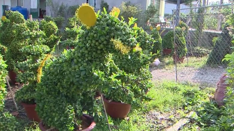 rat shaped bonsai popular in vietnam ahead of tet