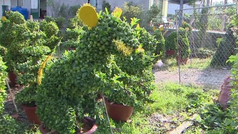 rat shaped bonsai popular in vietnam ahead of tet