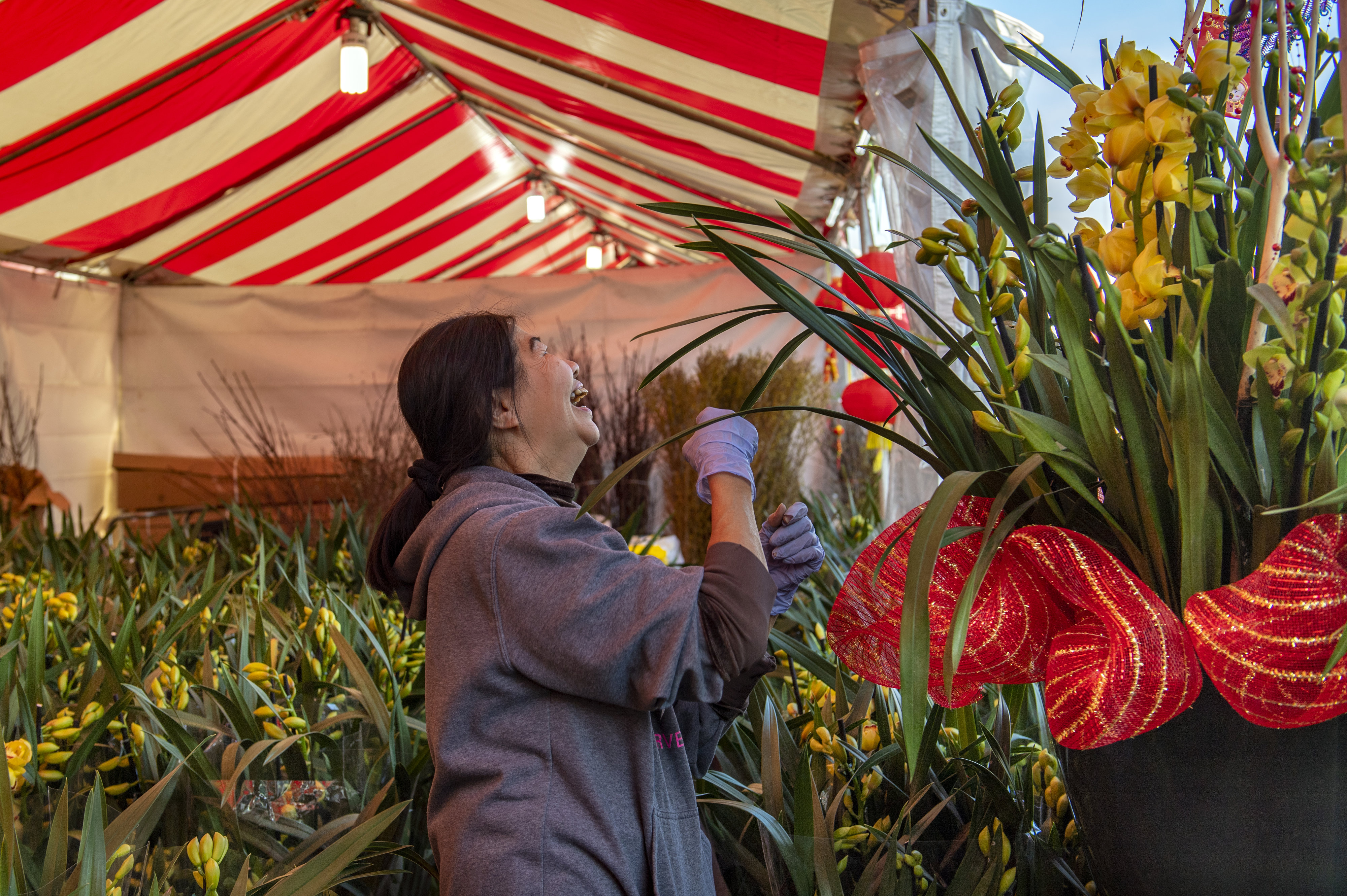orchids promise good fortune at the flower festival in little saigon