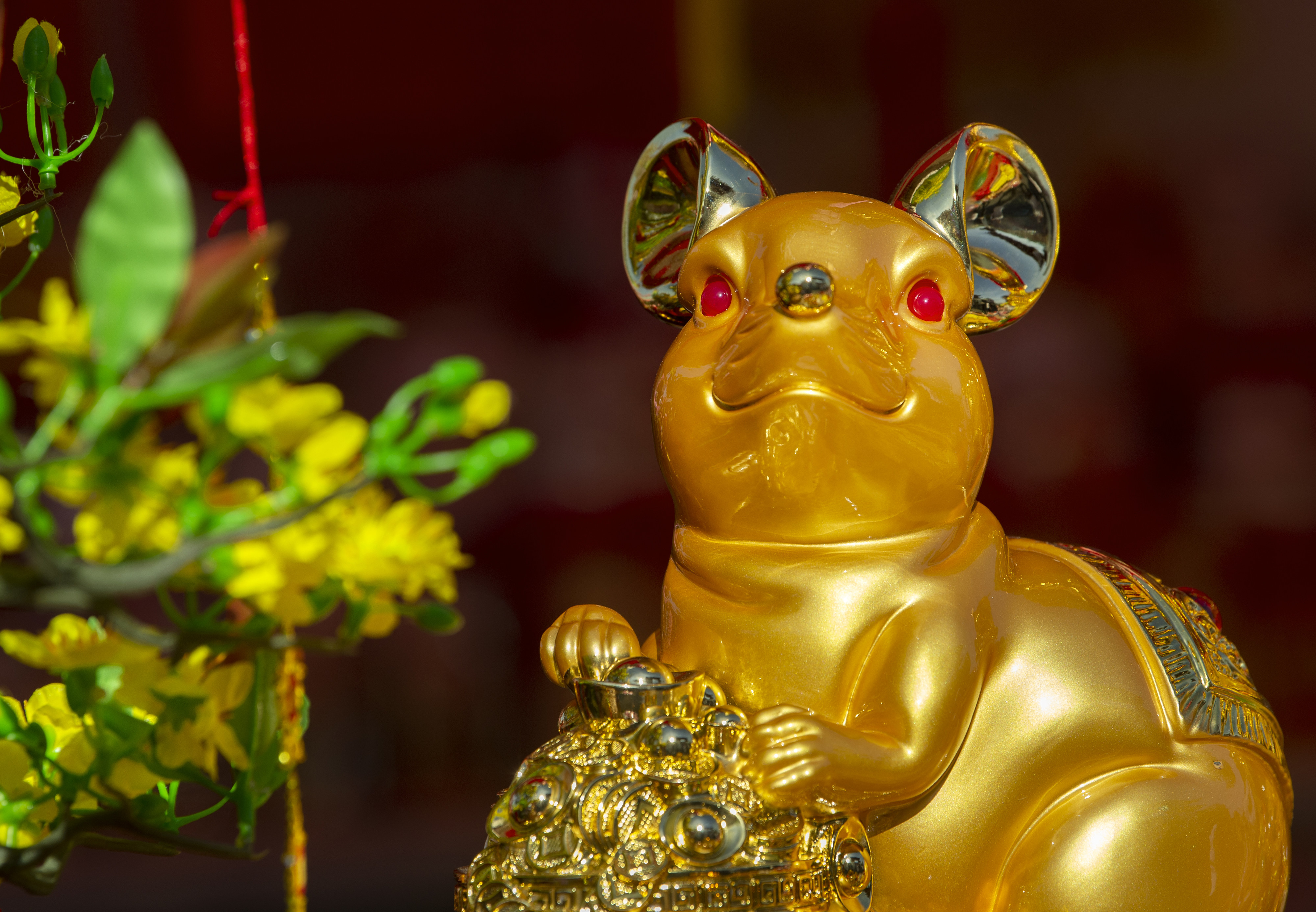 orchids promise good fortune at the flower festival in little saigon
