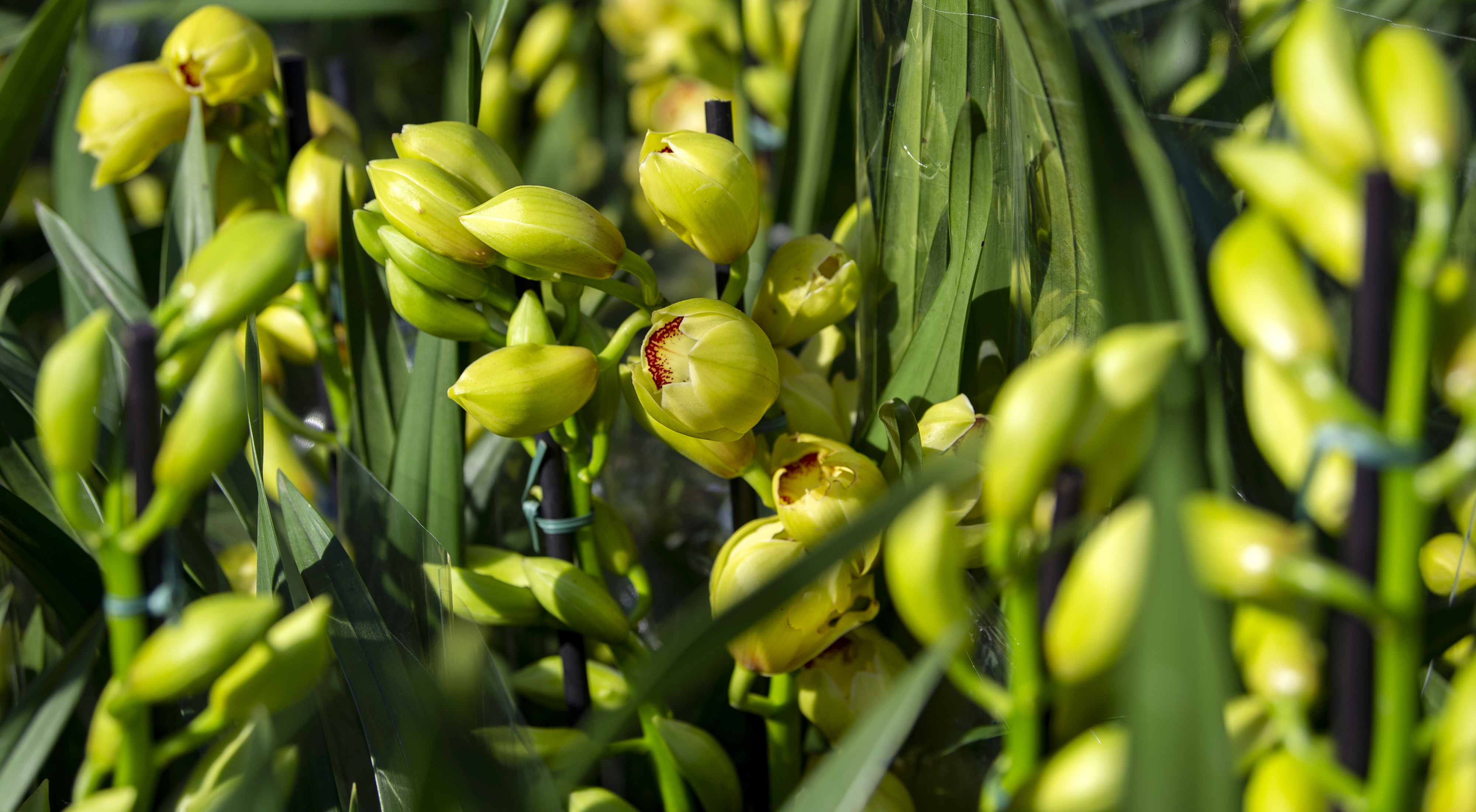 orchids promise good fortune at the flower festival in little saigon