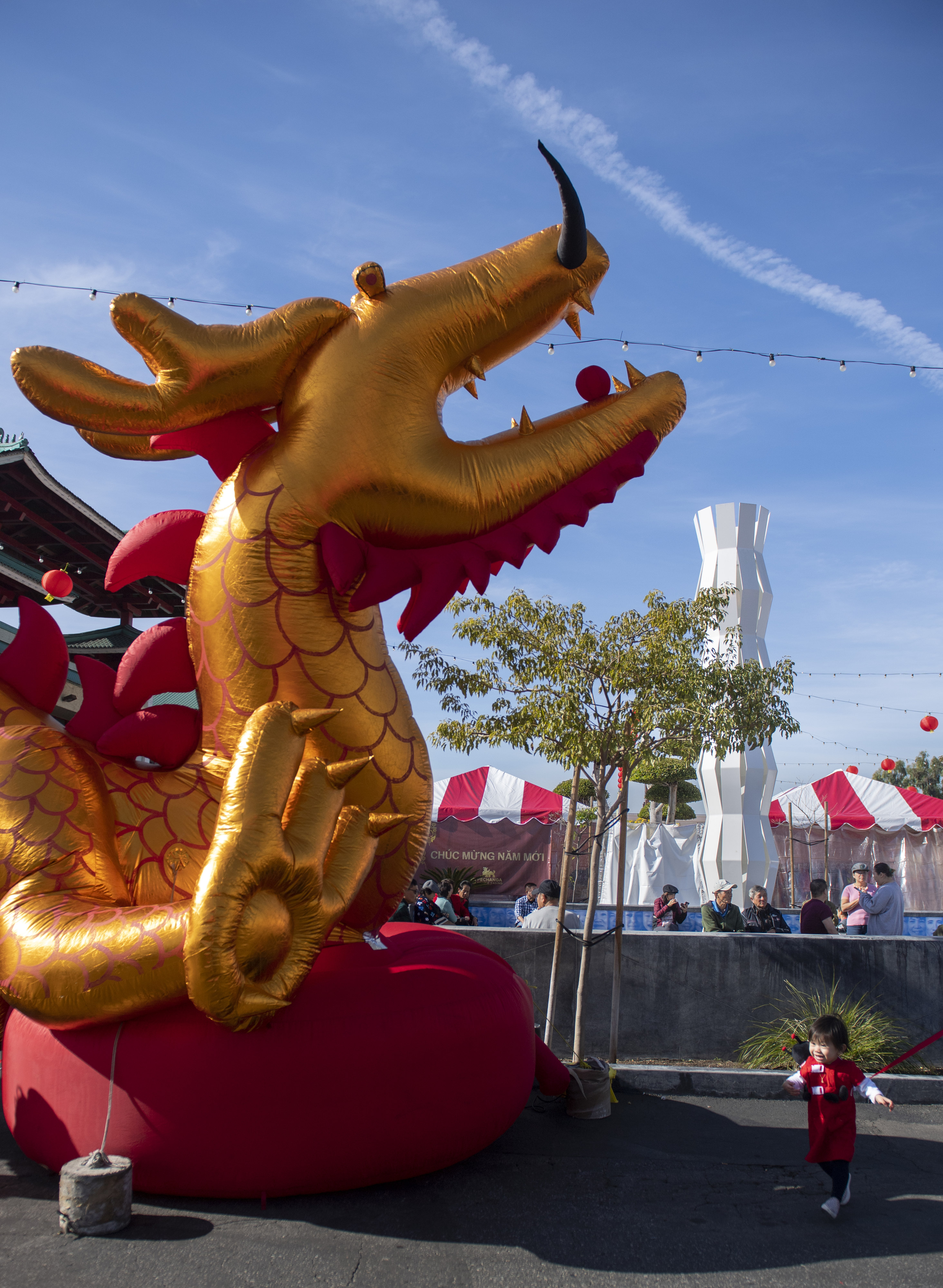 orchids promise good fortune at the flower festival in little saigon