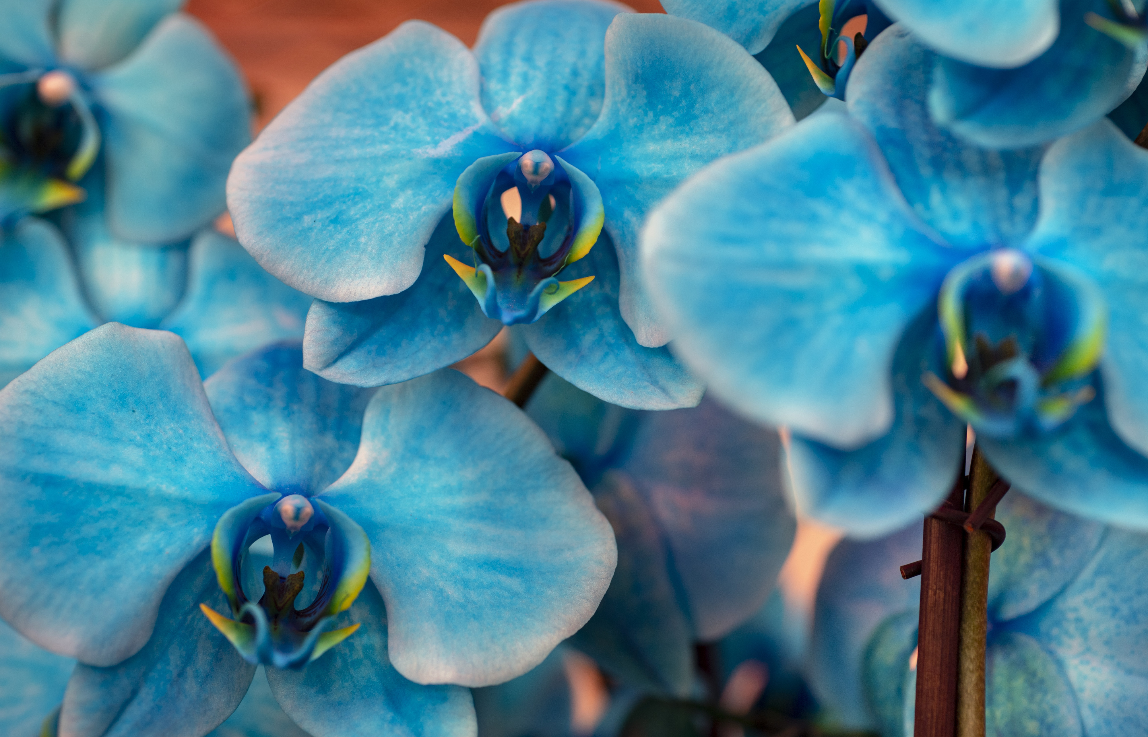 orchids promise good fortune at the flower festival in little saigon