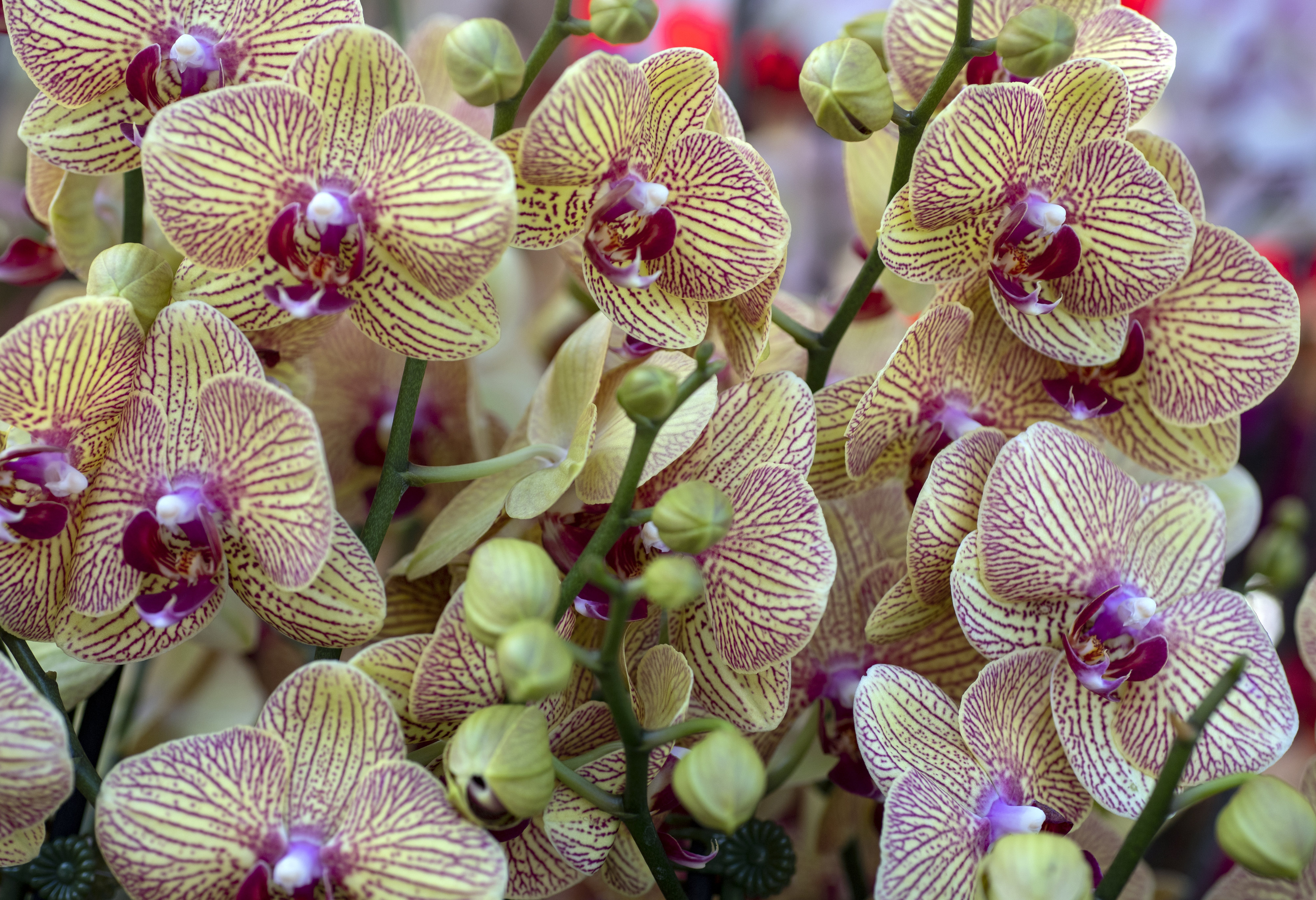 orchids promise good fortune at the flower festival in little saigon