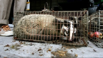 ‘Animals live for man’: China’s appetite for wildlife likely to survive virus