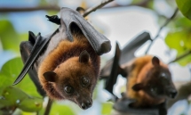 env appeals to eliminate commercial farming of endangered wildlife