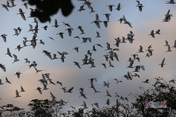 the stork flock which is considered as villagers treasure