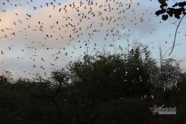 the stork flock which is considered as villagers treasure