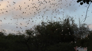 The stork flock which is considered as villagers’ treasure