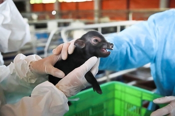 Big success: Vietnam clones endangered pigs using ear tissue