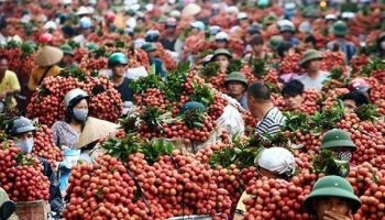 Vietnamese Thieu lychee granted certificate of geographical indication in Japan