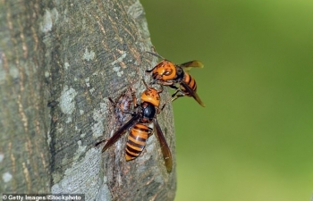murder hornets danger to the average person is low