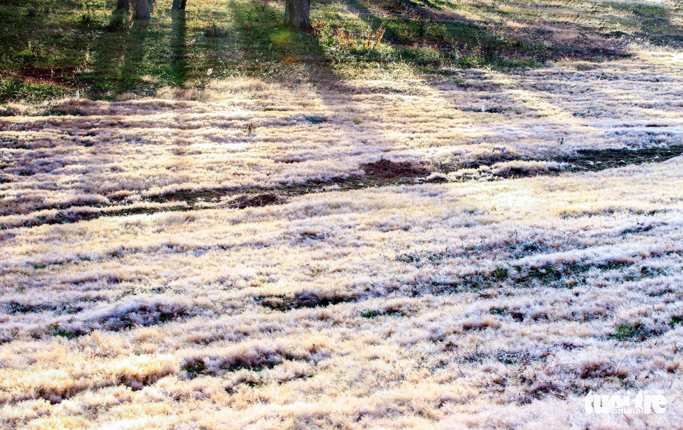 festival highlights beautiful pink grass hills in vietnams central highlands