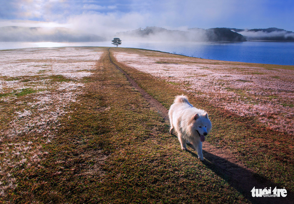 festival highlights beautiful pink grass hills in vietnams central highlands