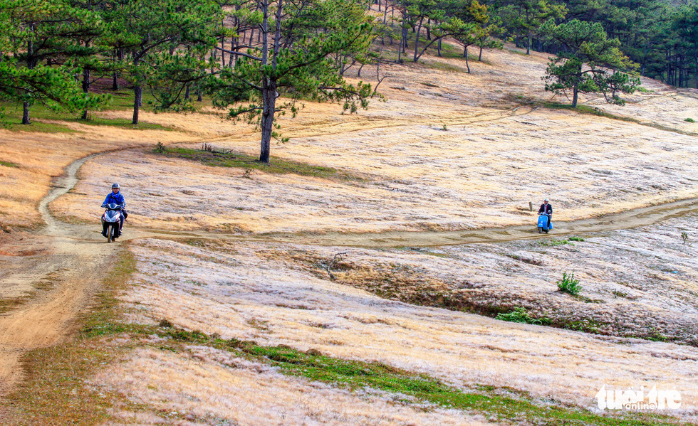 festival highlights beautiful pink grass hills in vietnams central highlands