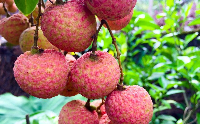 vietnamese fresh lychees allowed to be imported into japan