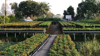 The flower village you should visit in Vietnam’s Mekong Delta