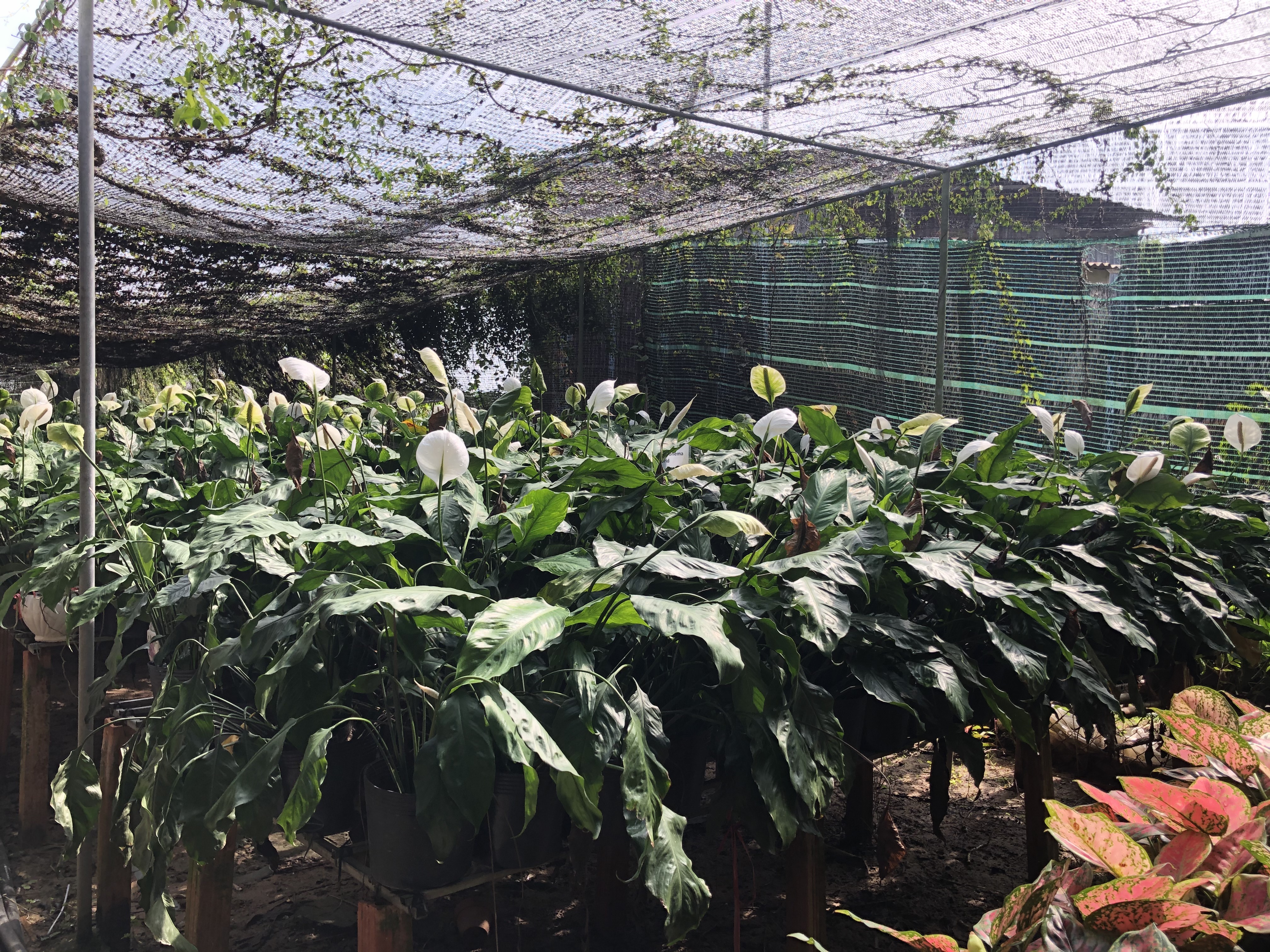 the flower village you should visit in vietnams mekong delta