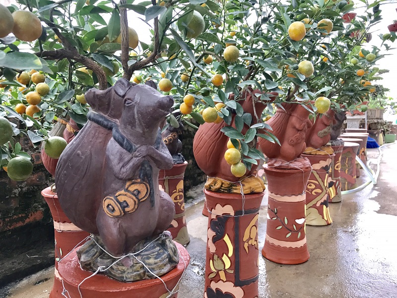 gardeners in hanoi gear up preparing bonsai trees for upcoming tet holiday