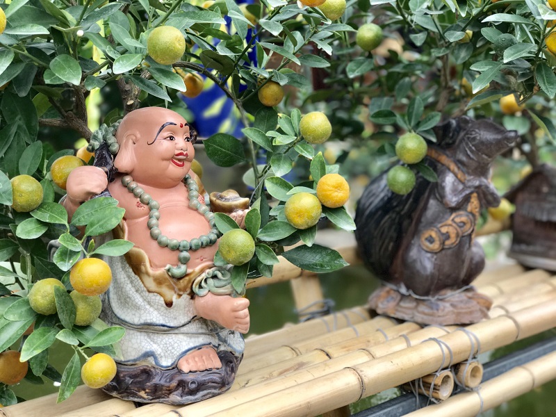 gardeners in hanoi gear up preparing bonsai trees for upcoming tet holiday