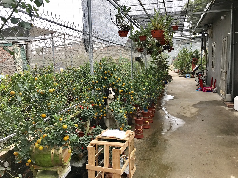 gardeners in hanoi gear up preparing bonsai trees for upcoming tet holiday