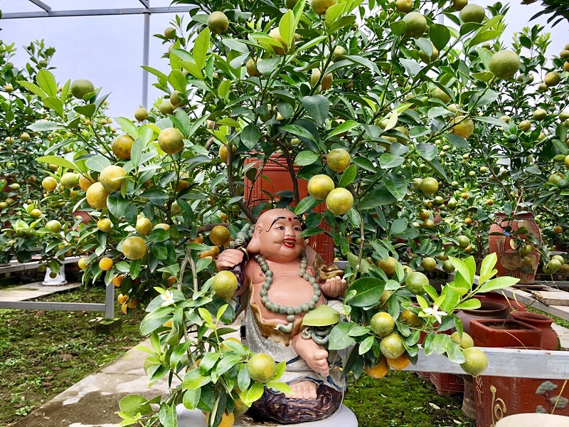 gardeners in hanoi gear up preparing bonsai trees for upcoming tet holiday