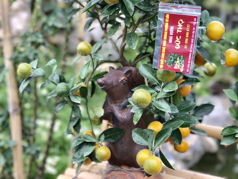 gardeners in hanoi gear up preparing bonsai trees for upcoming tet holiday