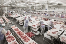 vietnam to put thousands of imported pigs into covid 19 quarantine