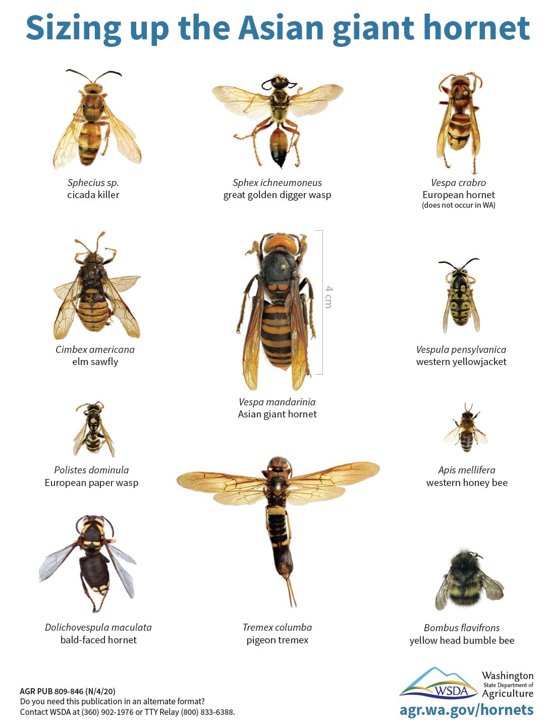 what are murder hornets