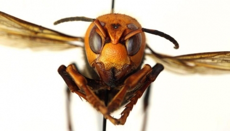 'Murder hornets' - danger to the average person is low