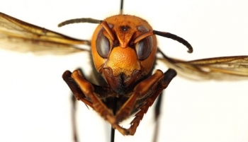 murder hornets danger to the average person is low
