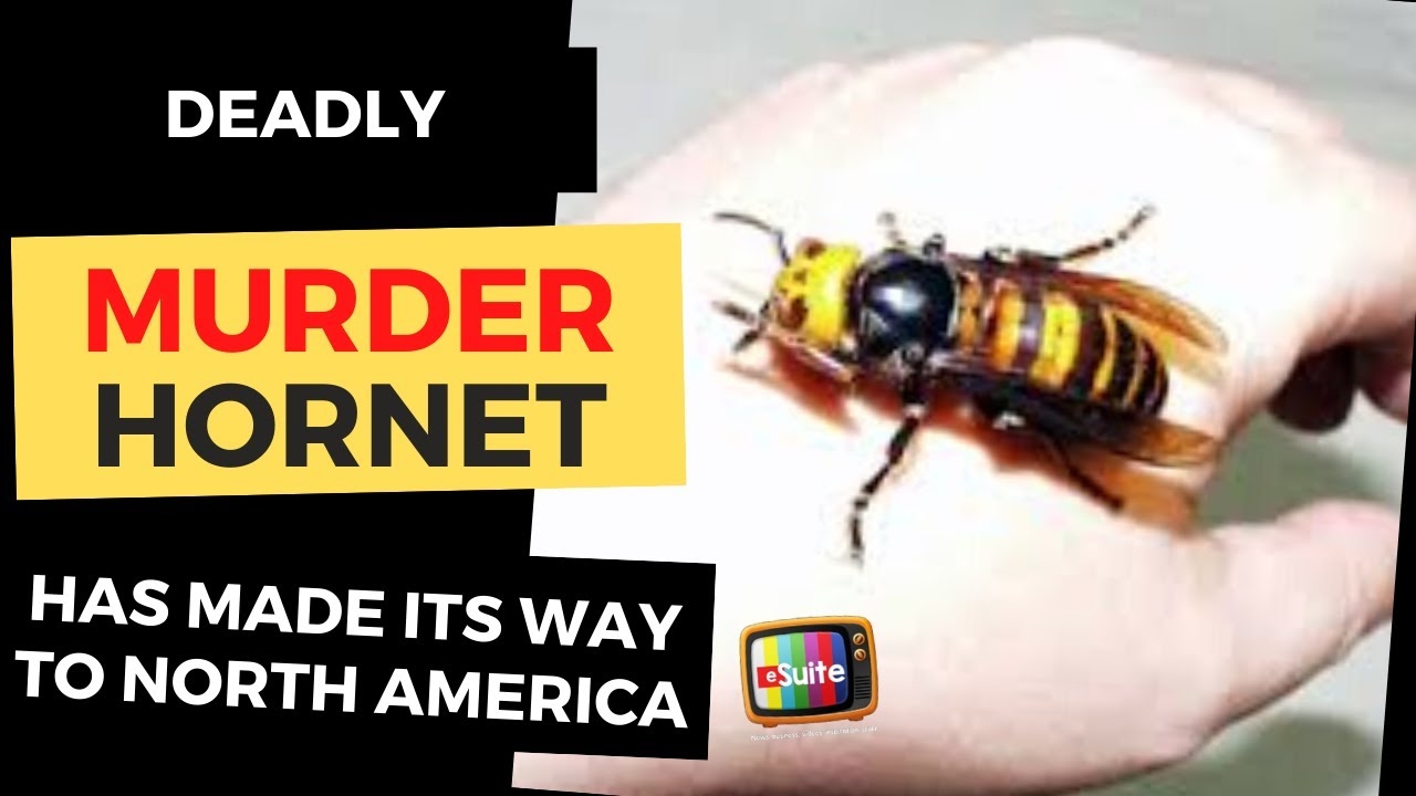 murder hornets danger to the average person is low