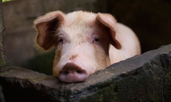 China: New swine flu with pandemic potential identified by researchers