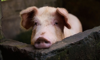 china new swine flu with pandemic potential identified by researchers