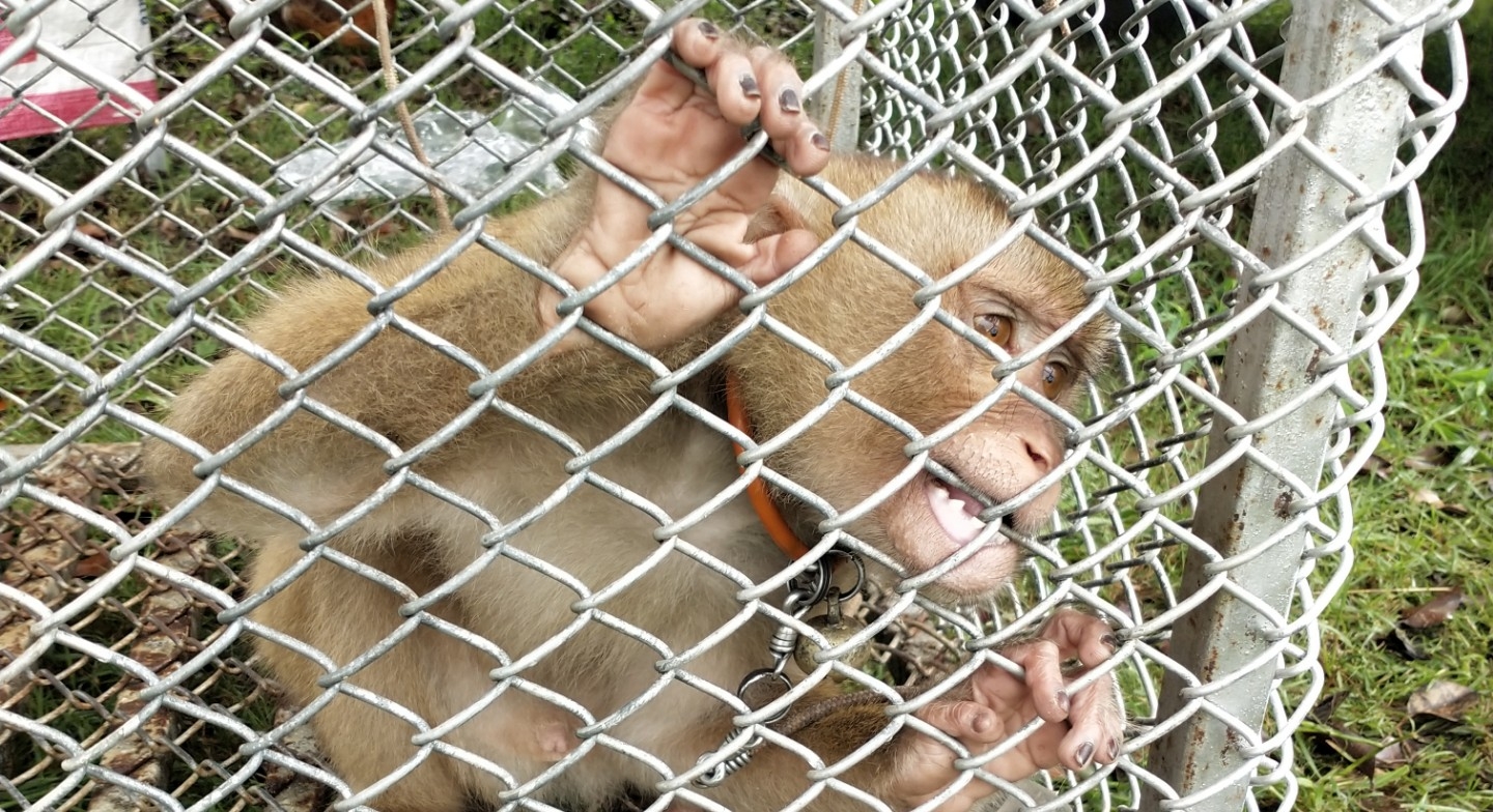 2644 petaasiacoconutmonkeylarge1