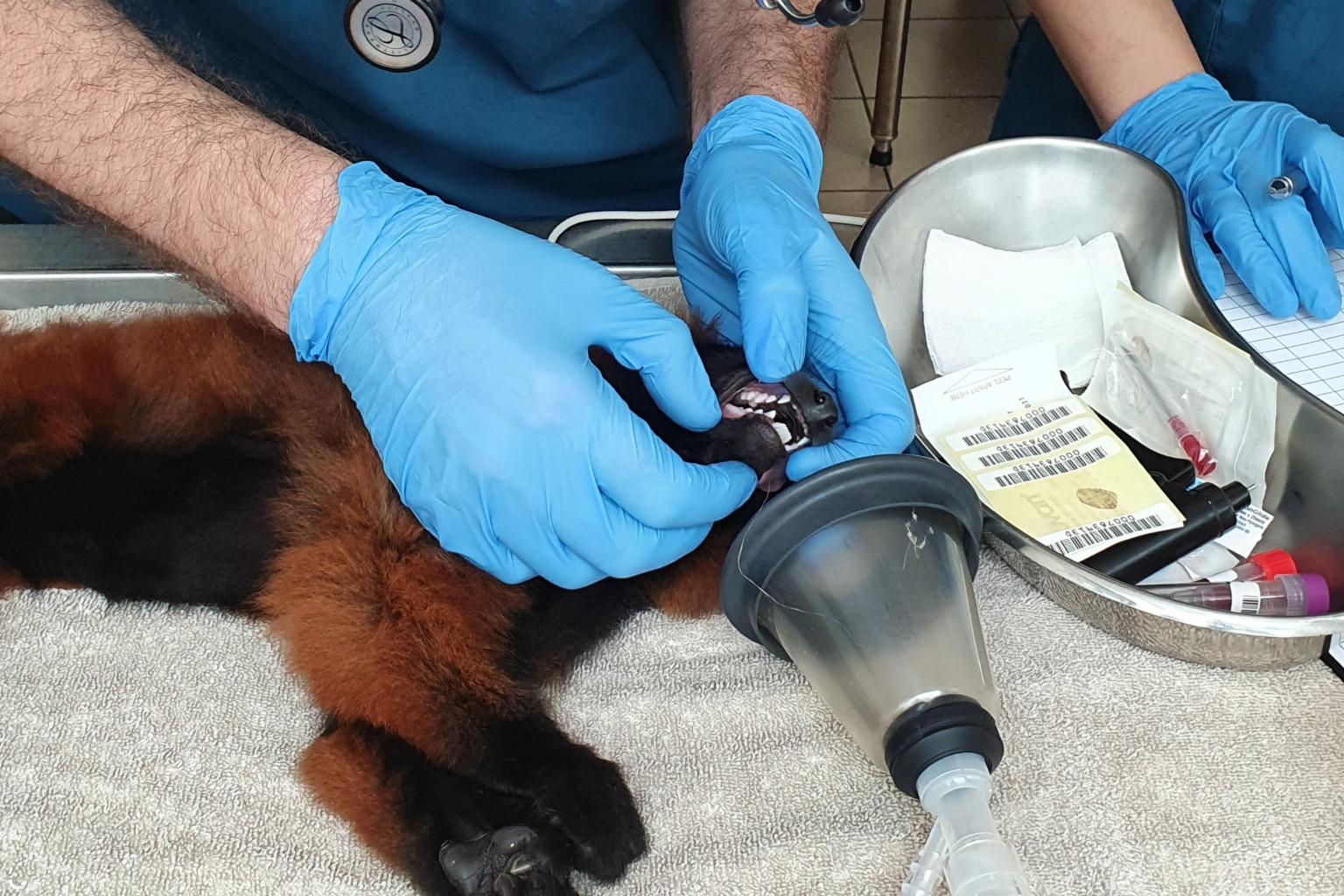 3955 tl lemurbaby 160720