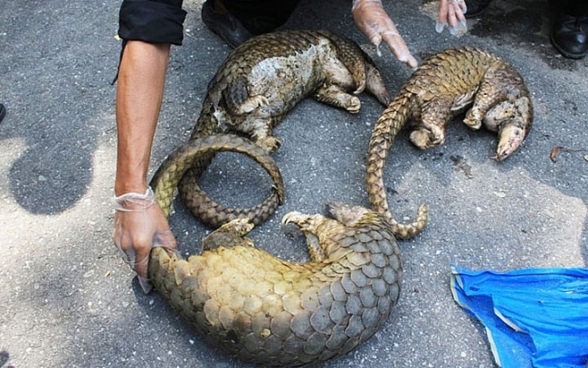 Vietnam bans wildlife trade to reduce risk of pandemics