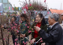 vietnam airlines transports apricot and peach blossoms for lunar new year 2016