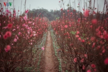 peach flowers turns northern vietnam mountain a pink carpet