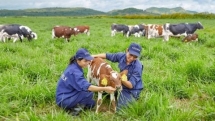 shares in vietnams dairy giant vinamilk soar by 4 percent after trip to china