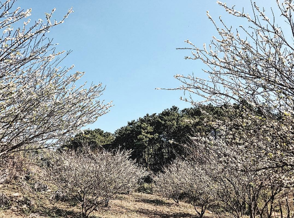 Plum flowers blossom all over Northwest region
