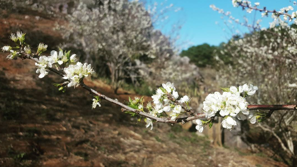 Plum flowers blossom all over Northwest region