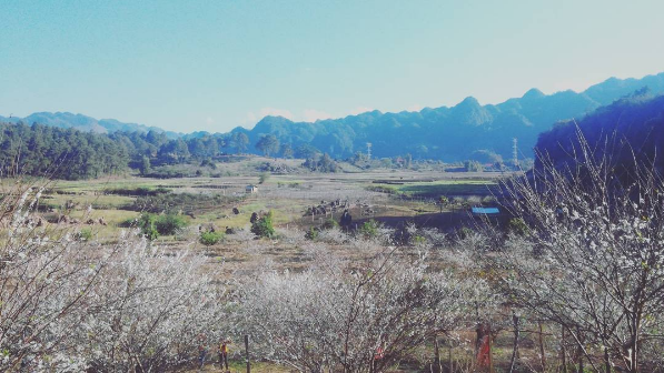 Plum flowers blossom all over Northwest region