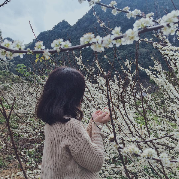 Plum flowers blossom all over Northwest region
