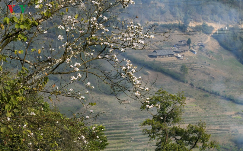 Ban flower - the hidden charm of northwest region