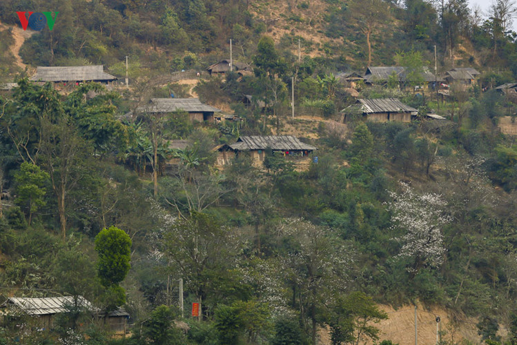 Ban flower - the hidden charm of northwest region