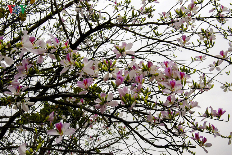 Ban flower - the hidden charm of northwest region