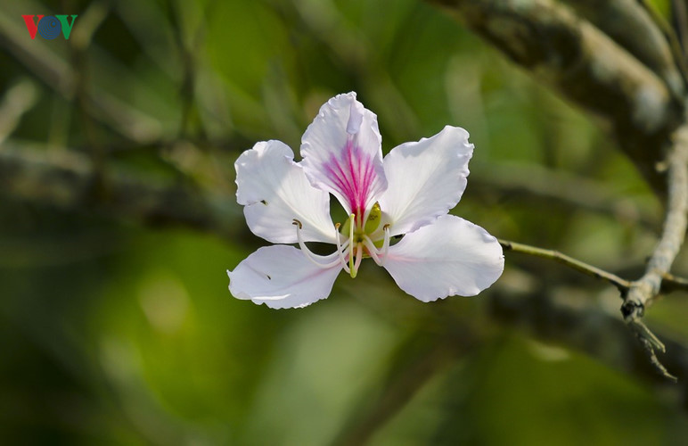 Ban flower - the hidden charm of northwest region